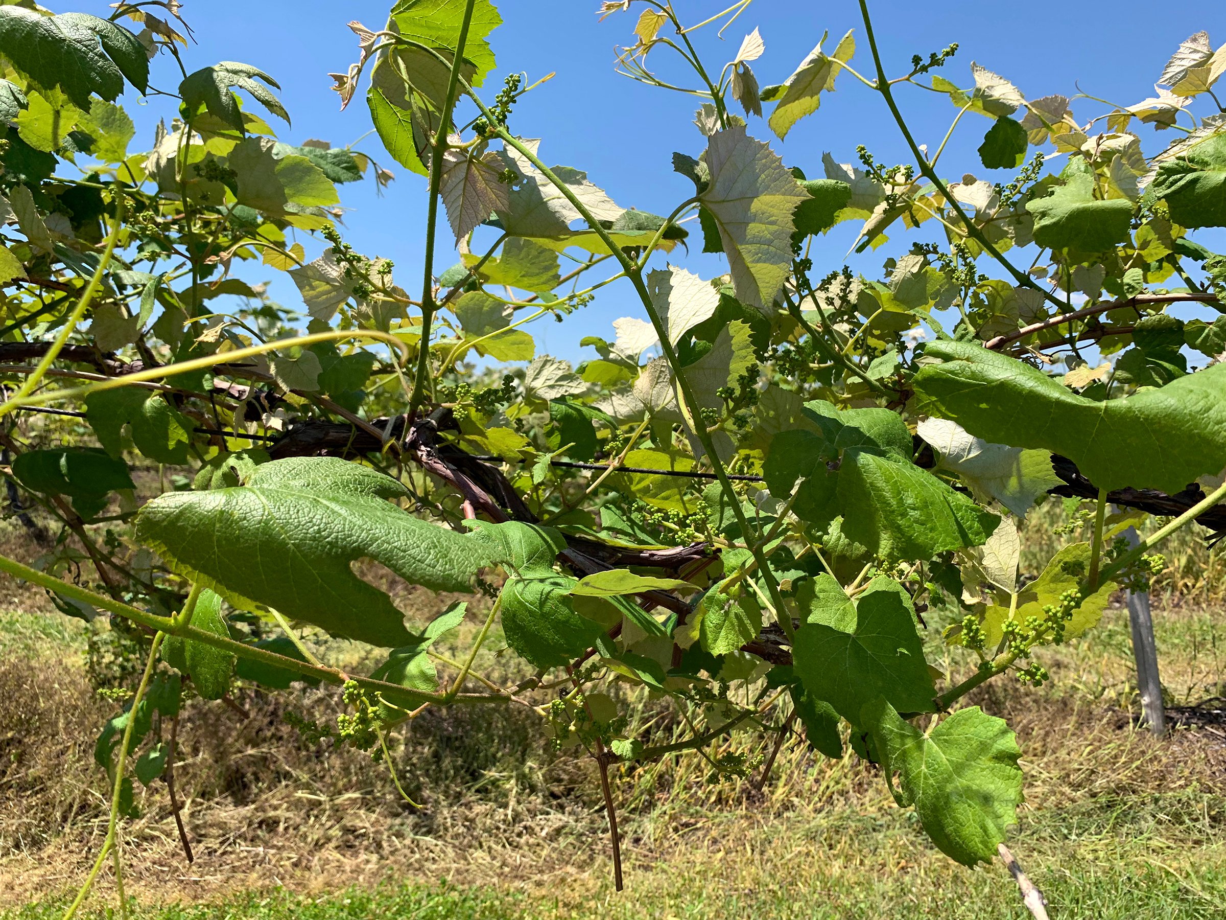 Concord Grapes in Van Buren County, Michigan farmland - LAND AUCTION - 194+/- ACRES OFFERED IN 5 TRACTS IN VAN BUREN COUNTY, MICHIGAN